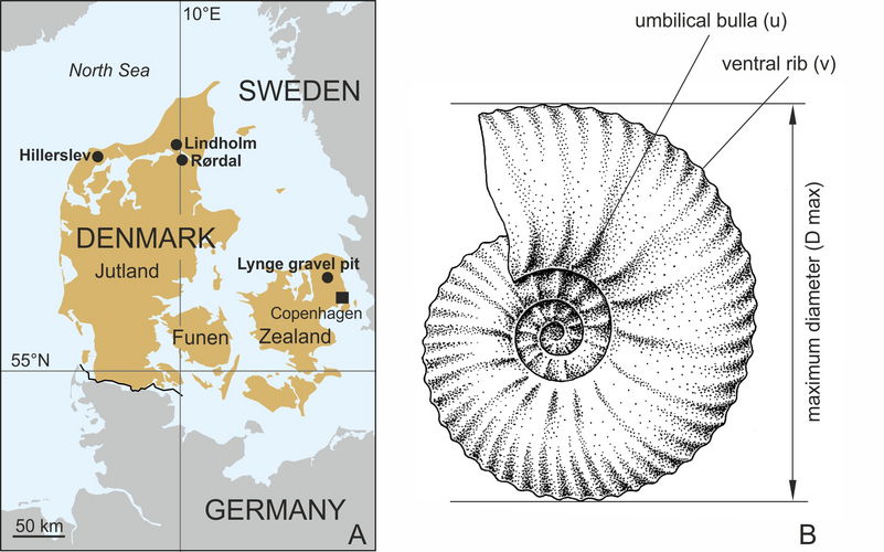 Map of Denmark with the location of the studied sites and an illustration of an ammonite with explanations of morphological terms