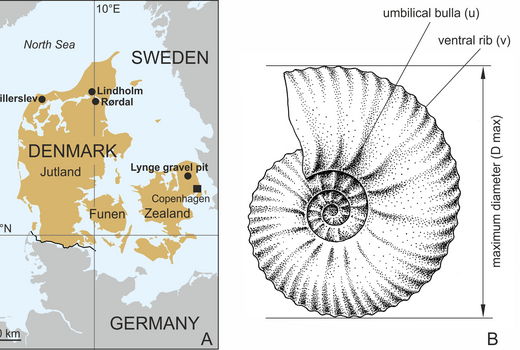 Map of Denmark with the location of the studied sites and an illustration of an ammonite with explanations of morphological terms